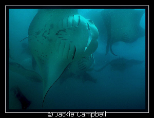 Manta feeding frenzy... :) by Jackie Campbell 